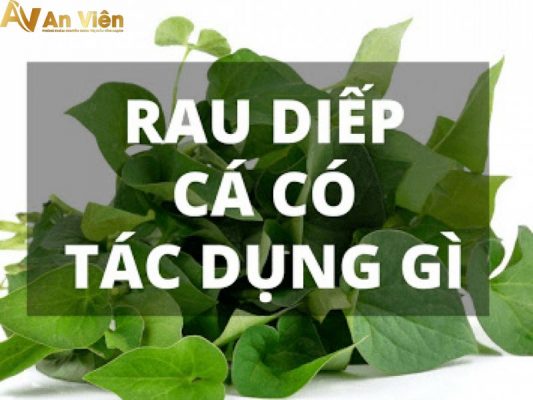 Công dụng tuyệt vời của rau diếp cá