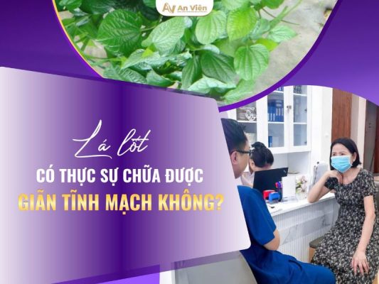 lá lốt chữa giãn tĩnh mạch